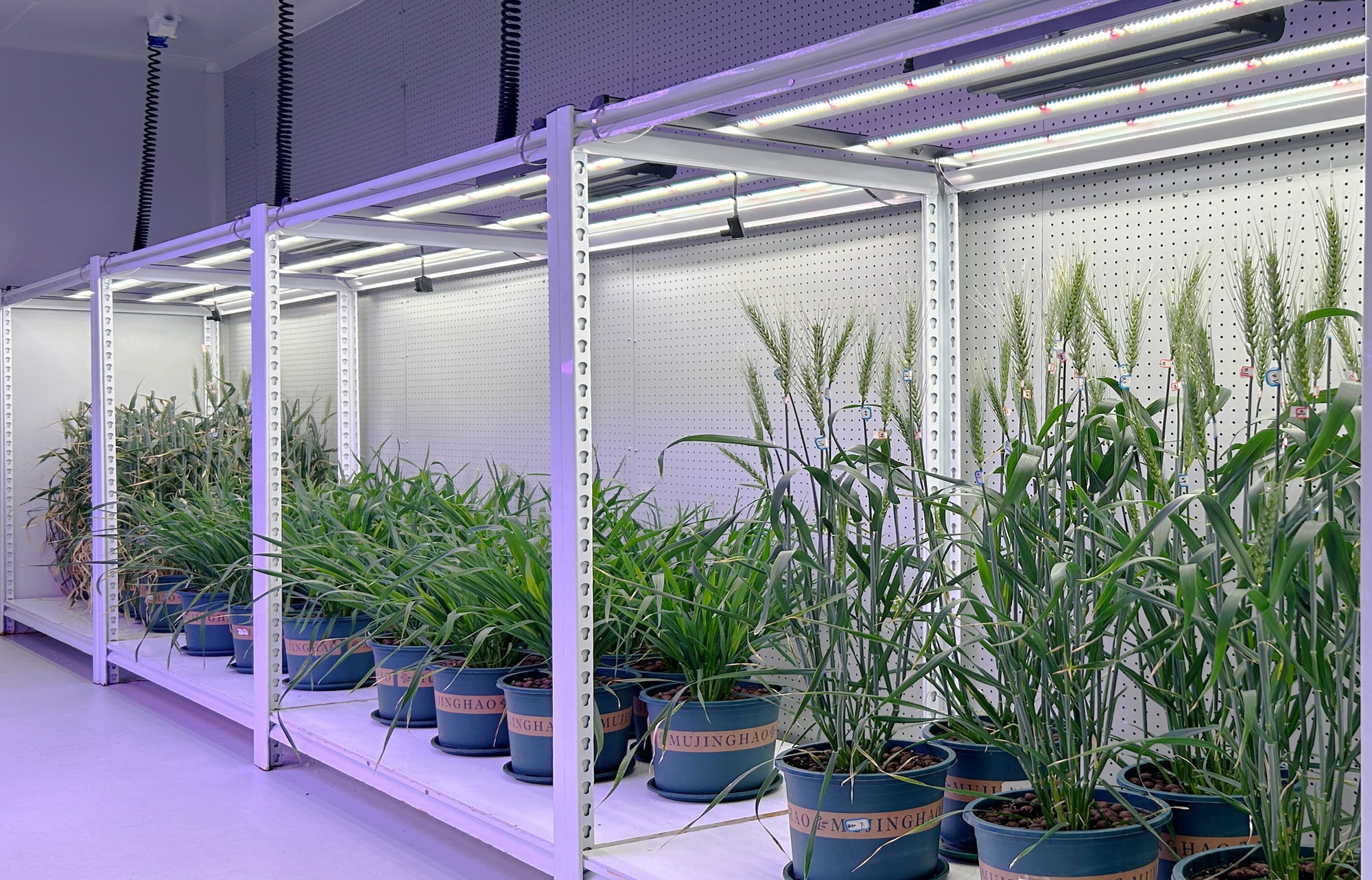 AC 智能人工气候室 AC 智能人工气候室