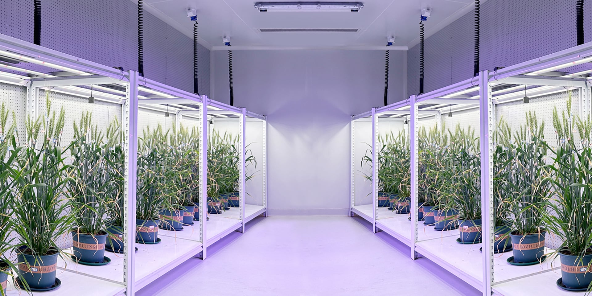 科研育种 科研育种